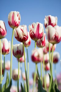 white and pink tulips growing in a field against a blue sky